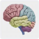 3D Brain Android App